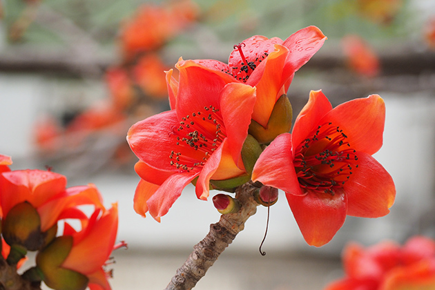 木棉花